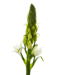 Obraz premium Ornithogalum
