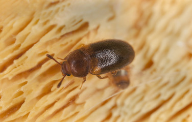 Triphyllus bicolor