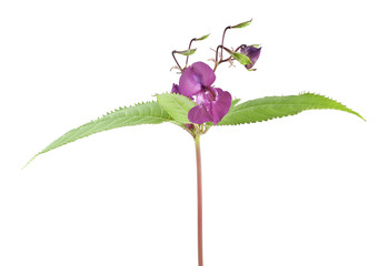 Himalayan balsam, Impatiens glandulifera isolated