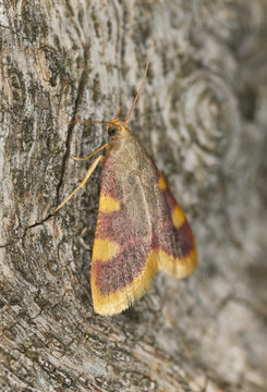 Gold triangle moth, Hypsopygia costalis on wood