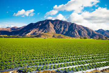 Strawberry Field and Mountains