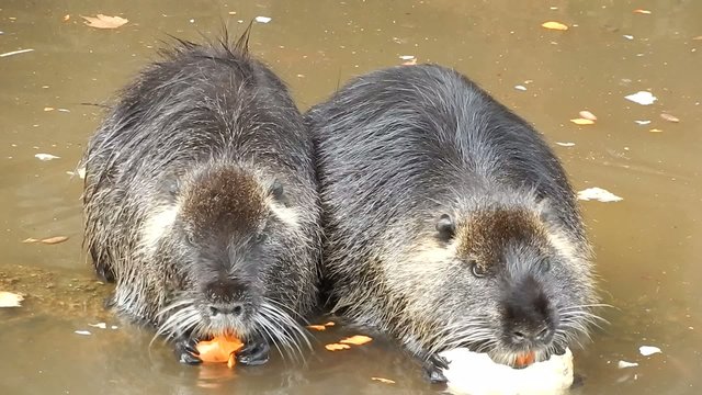 Coypu (nutria)