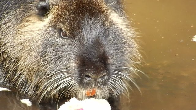 Coypu (nutria)