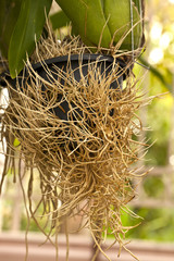Arial roots of orchid, root of plant, roots in the air, roots wi