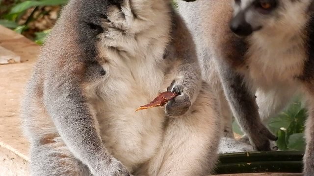 Ring-tailed lemur (Lemur katta)