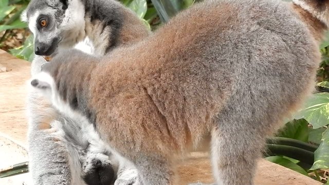 Ring-tailed lemur (Lemur katta)