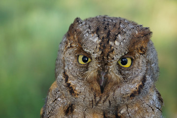 Autillo, Otus scops