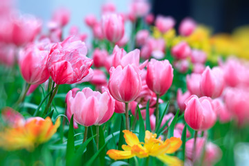 pink tulip with bokeh