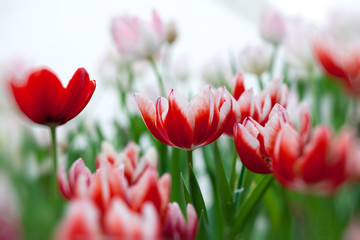 white and red tulip with bokeh