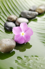 Obraz na płótnie Canvas Pink flower and set of stones on wet banana leaf