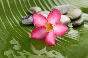 Red plumeria and stone on wet banana leaf