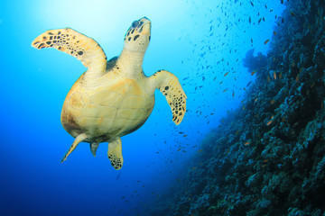 Obraz premium Hawksbill Sea Turtle on coral reef