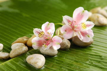 Obraz na płótnie Canvas Pile of stones with gorgeous,orchid on banana leaf