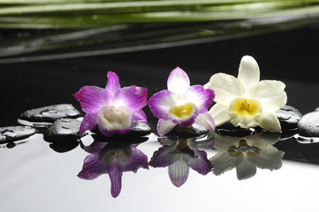 three colorful orchid with green plant on water drops