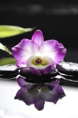 Pink orchid with stone ,leaf reflection