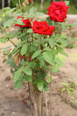 Red rose in garden