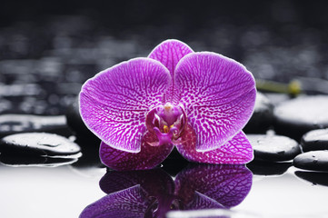 Still life with gorgeous orchid with therapy stones reflection