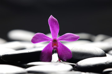 black stones and pink orchid