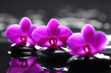 Three red orchid flower and stones in water drops