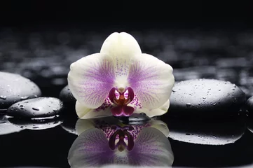 Wandaufkleber Makro einer wunderschönen Orchidee mit Therapiesteinen © Mee Ting