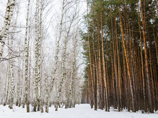 Obraz premium early spring in a mixed forest. Snow are still covering