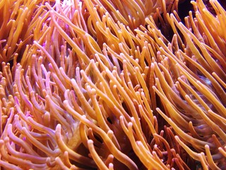 Seeanemone im Wasser