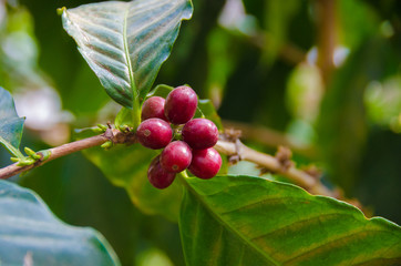 Coffee Plant