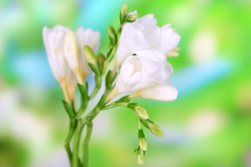 Beautiful freesias on green nature background
