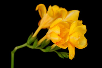 Beautiful freesia on black background