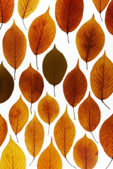 Obraz premium Autumn maple leaf