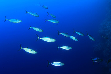 Tuna fish in Ocean