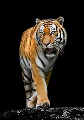 Crédence de cuisine en verre imprimé Tigre Tigre sur fond noir