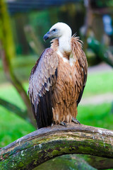 Eurasian griffon. vulture