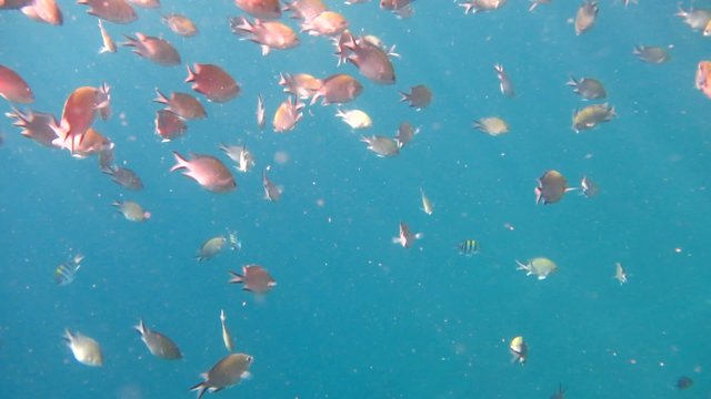 Fishes