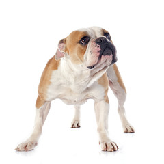 Obraz premium english bulldog