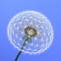 a dandelion on blue background