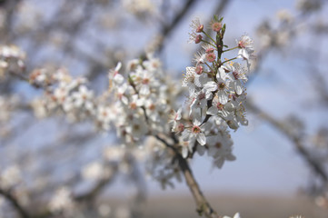 Fototapeta premium Spring flower