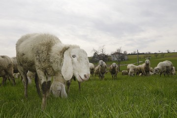 flock of sheep in a meadow