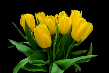 beautiful bouquet of yellow tulips on a black background