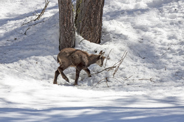 Naklejka premium Puppy chamois, National Park, Aosta