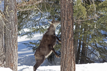 Chamois in the National Park, Aosta