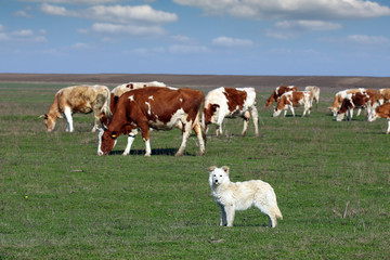 Fototapeta premium sheepdog with herd of cow in background