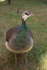 Peacock female
