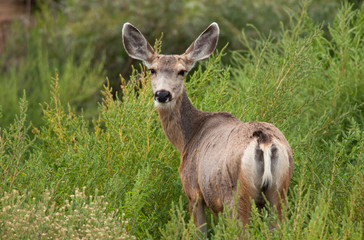 Mule Deer