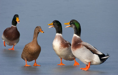 Mallards