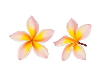 Frangipani flower isolated on the white background