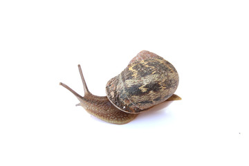 escargot