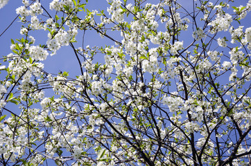 blossoming spring time cherry tree