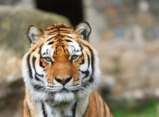 Fototapeta na wymiar Tygrys syberyjski (Panthera tigris altaica)