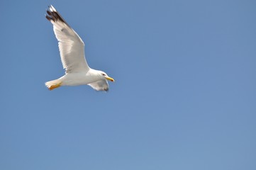 White Seagull with spread wings flying against a blue sky